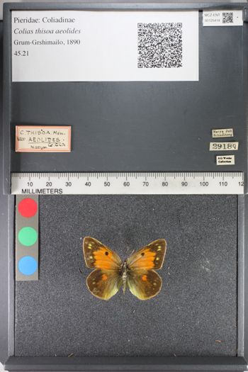 Media type: image;   Entomology 125414